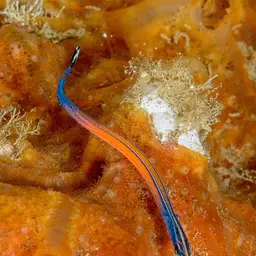 Cleaner Pipefish, photo 12