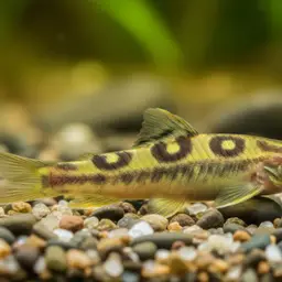 Dr. Pridi's Loach