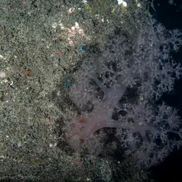 Dense Carnation Coral