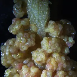 Dense Carnation Coral, photo 2