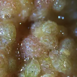 Dense Carnation Coral, photo 3