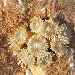 Duncan Coral, photo 2