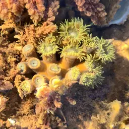 Duncan Coral, photo 3
