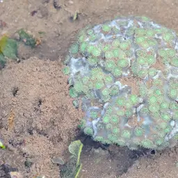 Duncan Coral, photo 4