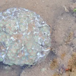 Duncan Coral, photo 5