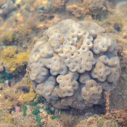 Duncan Coral, photo 6