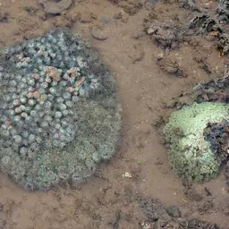 Duncan Coral, photo 7