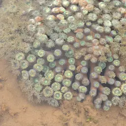 Duncan Coral, photo 8