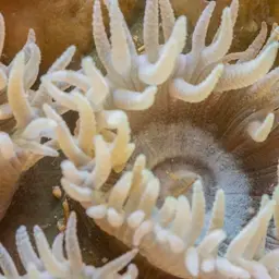 Duncan Coral, photo 9