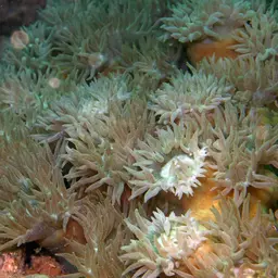 Duncan Coral, photo 10