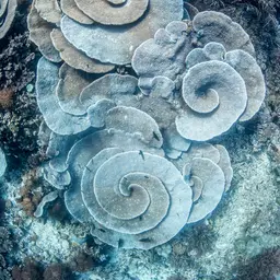 Disc Coral, photo 1