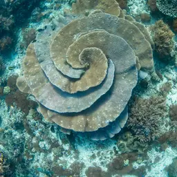 Disc Coral, photo 2