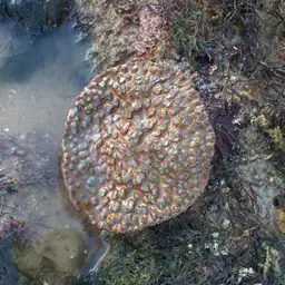 Disc Coral, photo 3