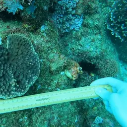 Disc Coral, photo 4
