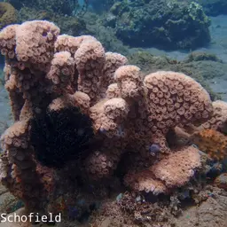 Disc Coral, photo 5