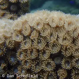 Disc Coral, photo 6