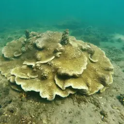 Disc Coral, photo 7