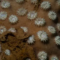 Disc Coral, photo 8