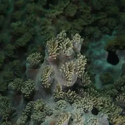 Disc Coral, photo 9