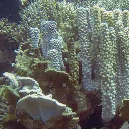 Disc Coral, photo 10