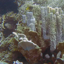 Disc Coral, photo 11