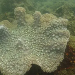 Disc Coral, photo 12