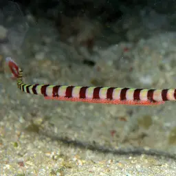 Banded Pipefish
