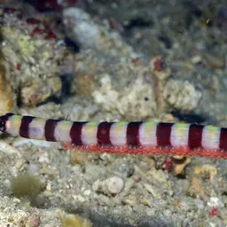 Banded Pipefish, photo 2