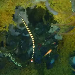 Banded Pipefish, photo 3
