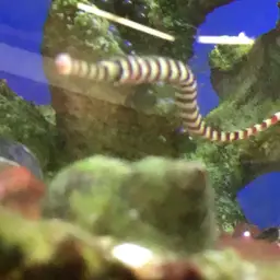 Banded Pipefish, photo 4