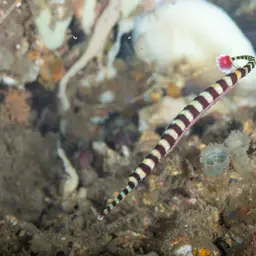 Banded Pipefish, photo 5
