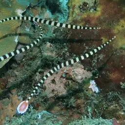 Banded Pipefish, photo 6