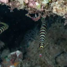 Banded Pipefish, photo 7