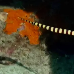 Banded Pipefish, photo 8