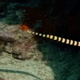 Banded Pipefish, photo 9