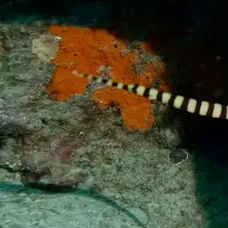 Banded Pipefish, photo 10