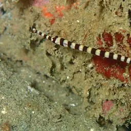 Banded Pipefish, photo 11