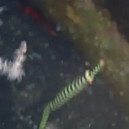Banded Pipefish, photo 12