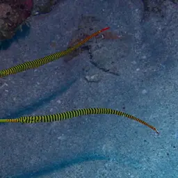Yellowbanded Pipefish, photo 1
