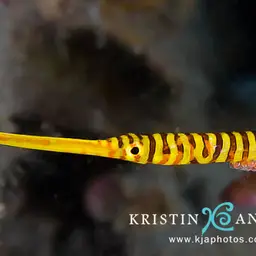 Yellowbanded Pipefish, photo 2