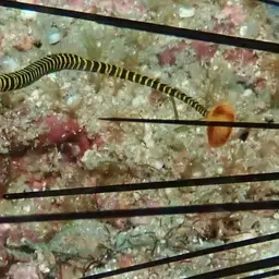 Yellowbanded Pipefish, photo 4