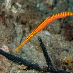 Yellowbanded Pipefish, photo 5
