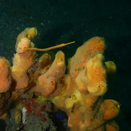 Yellowbanded Pipefish, photo 6