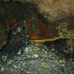 Yellowbanded Pipefish, photo 7