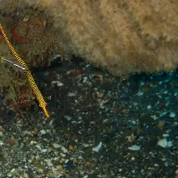Yellowbanded Pipefish, photo 8