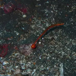 Yellowbanded Pipefish, photo 9