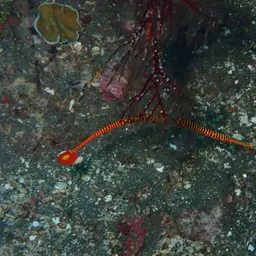 Yellowbanded Pipefish, photo 10