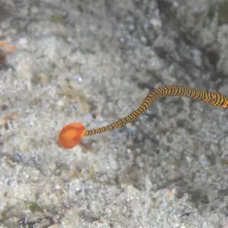 Yellowbanded Pipefish, photo 11