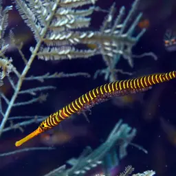 Yellowbanded Pipefish, photo 12