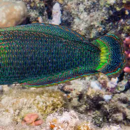 Splendid Rainbow Wrasse, photo 1